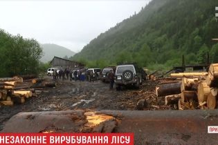 Скандал із вирубкою лісу на Закарпатті: СБУ говорить про незаконні схеми, а підприємці – про рейдерське захоплення