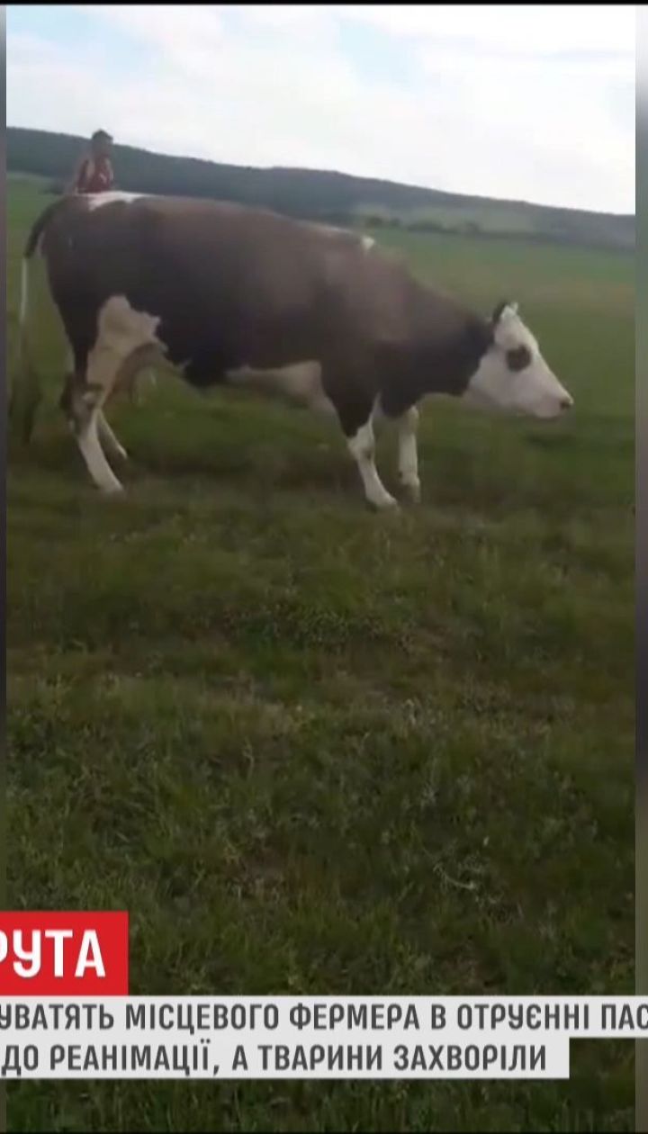 На Прикарпатье женщина, которая пасла скот, попала в реанимацию, а все коровы заболели