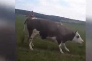 На Прикарпатье отравилось стадо коров, а их женщина-пастух попала в реанимацию