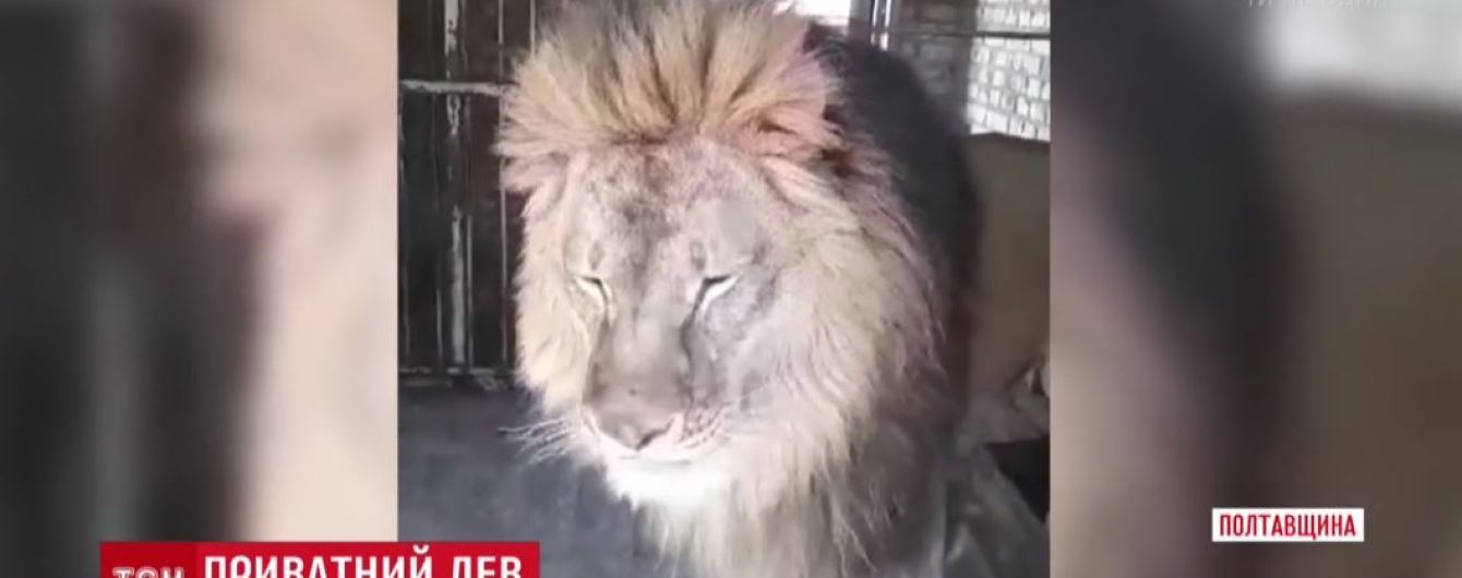 Под Полтавой на частной территории удерживают льва