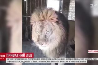 Под Полтавой на частной территории удерживают льва