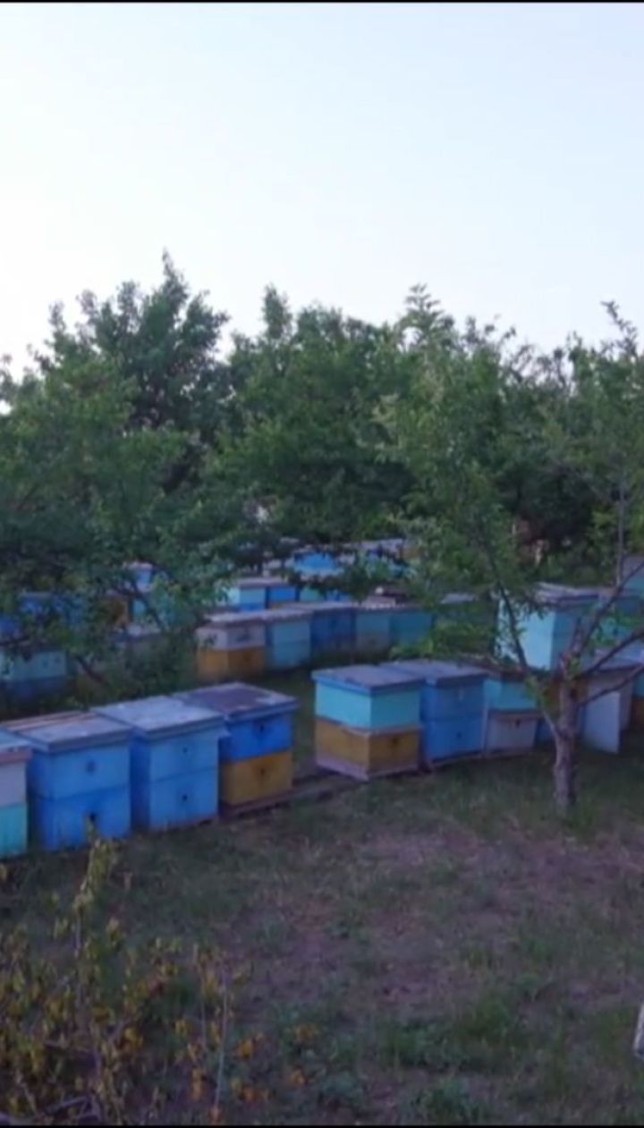 В Україні через потужні інсектициди почали масово вмирати бджоли