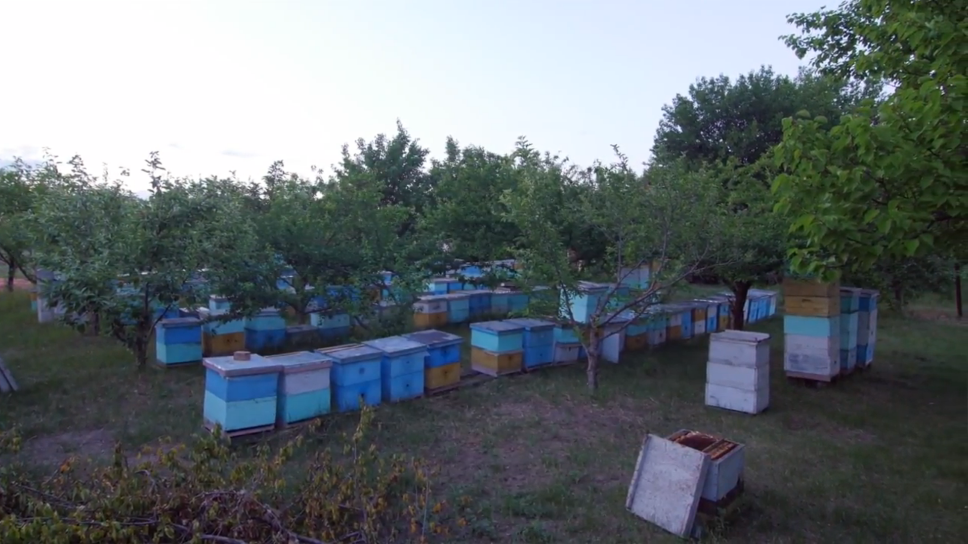 Пасіка_1