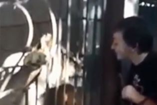 ТСН показала відеозапис нападу левиці на хлопчика в тернопільському зоопарку