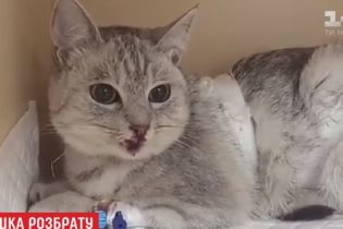 У Києві жінка викинула з вікна 6-го поверху кішку під час сварки з чоловіком