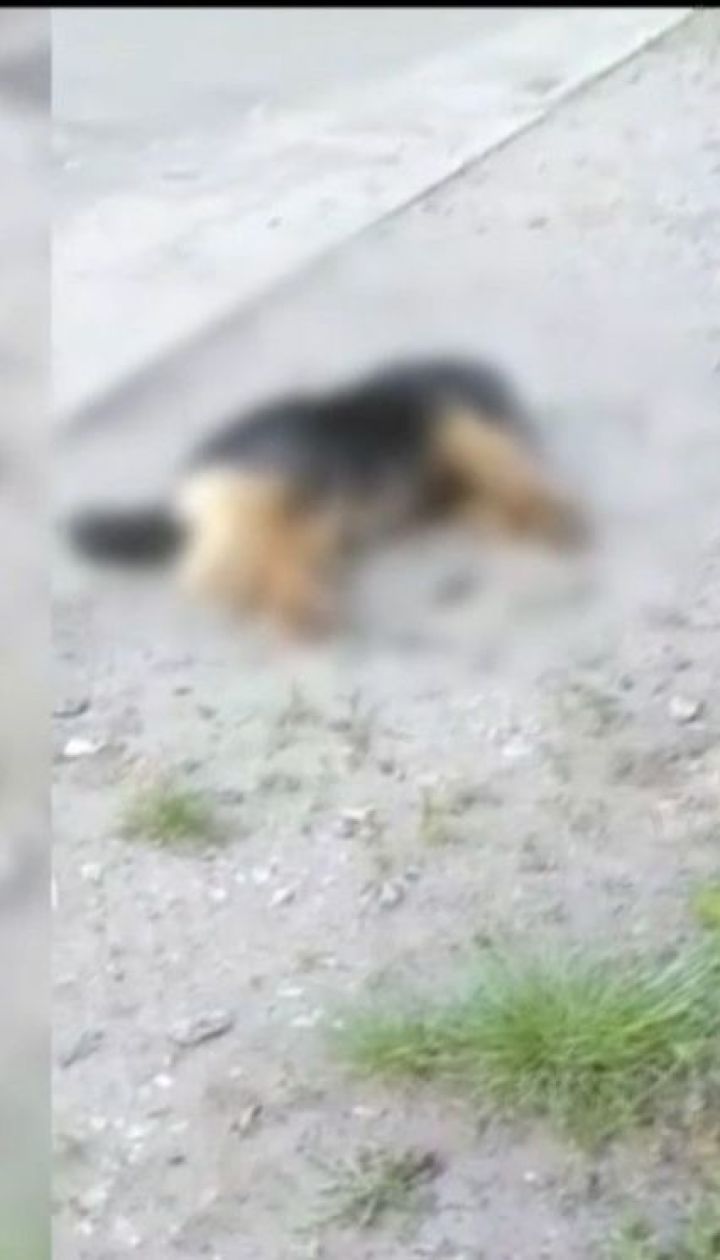 В Кропивницком отравили около двух сотен собак