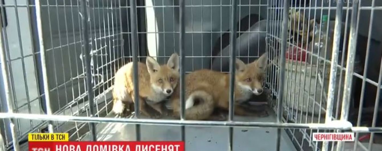 Спасенные лисята из капкана получили новый дом и готовятся к возвращению в дикую природу