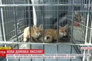 Спасенные лисята из капкана получили новый дом и готовятся к возвращению в дикую природу