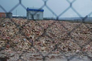 Суд взяв під варту керівників "Гаврилівських курчат", які підозрюються в організації пташиного могильника
