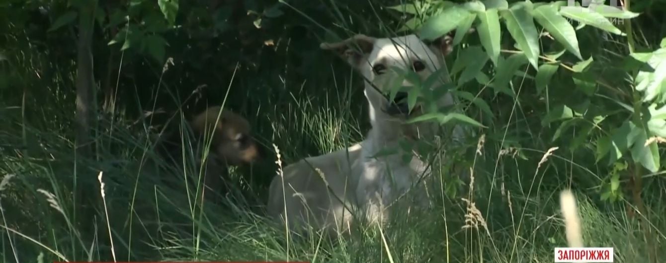 У Запоріжжі шкуродери спалили живцем кількох цуценят у парку