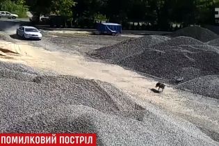 На Ровенщине депутат машиной давил "волка", который оказался породистой собакой