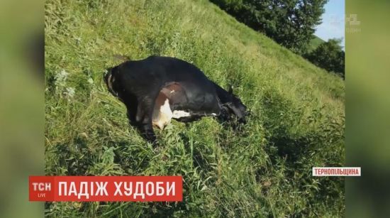 Розсипане міндобриво на пасовищі спровокувало масовий падіж худоби на Тернопільщині