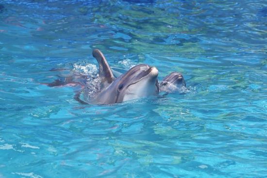 У дельфінарії в Одесі відкинули претензії щодо народження дельфінятка під час шоу