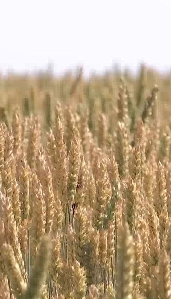 Чи буде дорожчати хліб через посуху