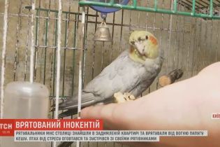 Попугай Иннокентий прославил своего спасителя, который поймал и вынес его из огня