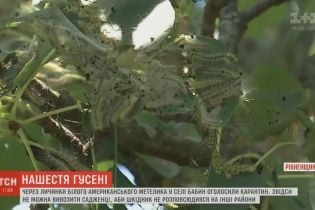 На Рівненщині оголосили карантин через гусінь, яка знищує усі дерева