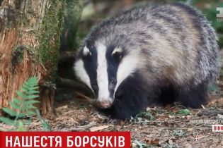 У Вінницькій області борсук напав на село і покусав людину, корів, собаку і козу