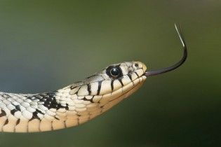 На Львівщині змії покусали людей: четверо осіб у реанімації