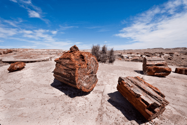 Petrified Forest National Park.  / © Фото з відкритих джерел