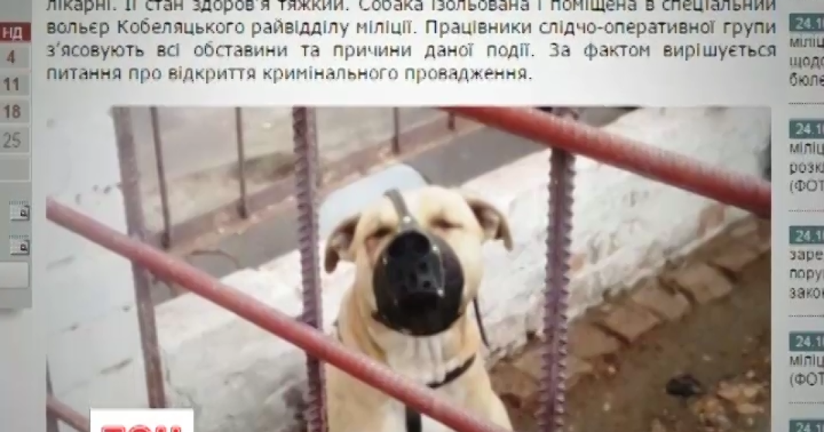 Собака покусав дівчинку до реанімації