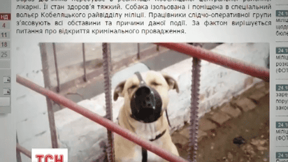 На Полтавщині собака покусав шестирічну дівчинку