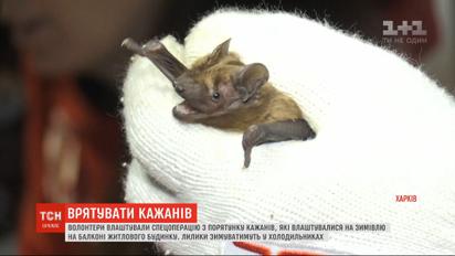 Спецоперацию по спасению 500 летучих мышей развернули в Запорожье