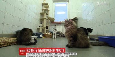 Зооволонтери звернулися до киян із проханням рятувати безпритульних котів
