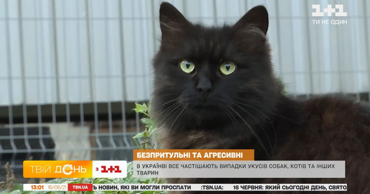 Что стоит знать о бешенстве у животных и как распознать симптомы заболевания