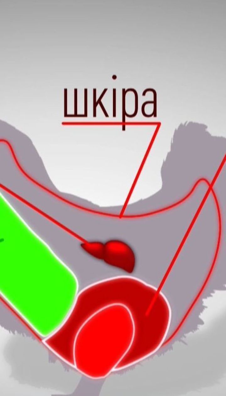 Чому курятина може стати причиною загибелі мільйонів людей