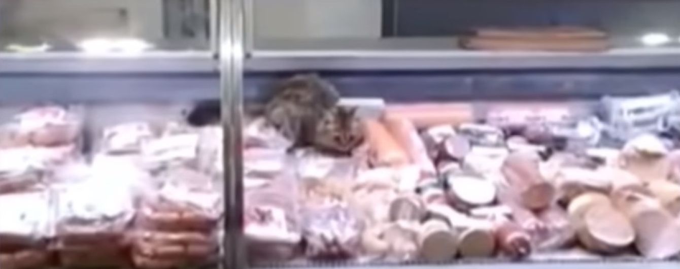 В Киеве ищут кота, который нагло пообедал на прилавке колбасного отдела в супермаркете