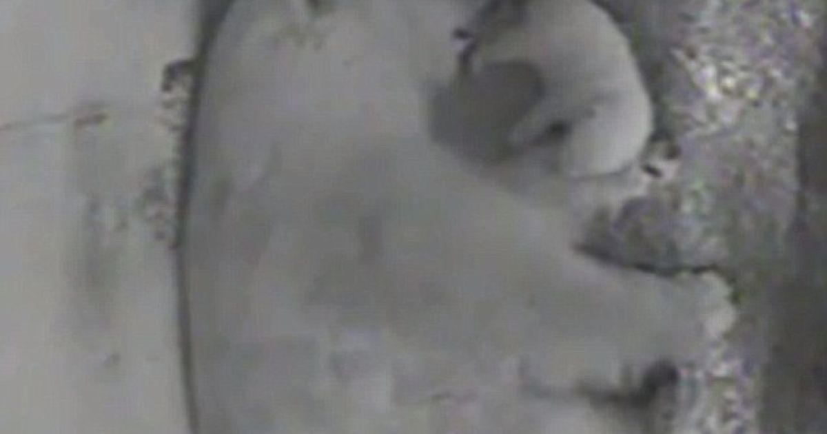 Юзерів соцмереж розчулило відео з новонародженим полярним ведмедиком