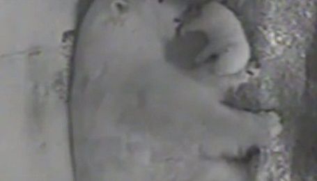 Юзерів соцмереж розчулило відео з новонародженим полярним ведмедиком