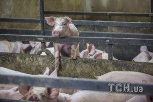На Житомирщині люди потерпають від нестерпного смороду свиноферми