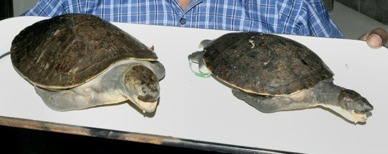 У Новій Гвінеї дослідники знайшли унікальний вид прісноводної черепахи