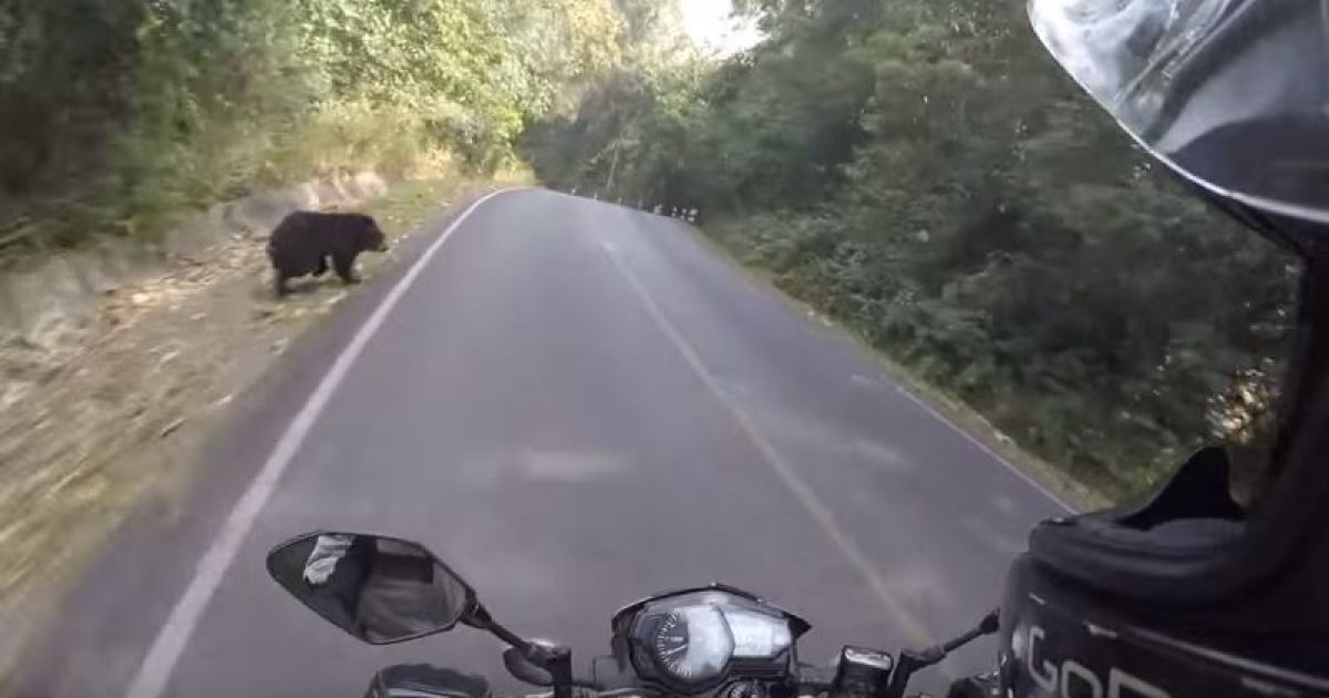 Юзерів вразило відео байкера, який ледь не зіштовхнувся на дорозі із ведмедем