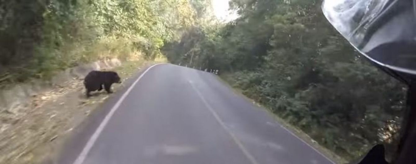 Юзерів вразило відео байкера, який ледь не зіштовхнувся на дорозі із ведмедем