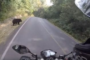 Юзерів вразило відео байкера, який ледь не зіштовхнувся на дорозі із ведмедем