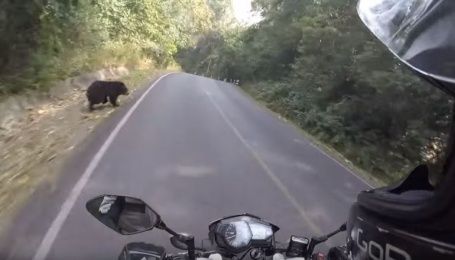 Юзерів вразило відео байкера, який ледь не зіштовхнувся на дорозі із ведмедем