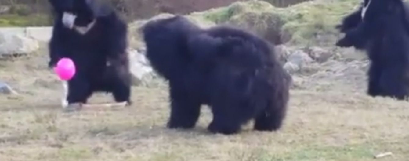Юзерів потішило відео із кумедними ведмедями, які граються з рожевою кулькою