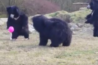 Юзерів потішило відео із кумедними ведмедями, які граються з рожевою кулькою