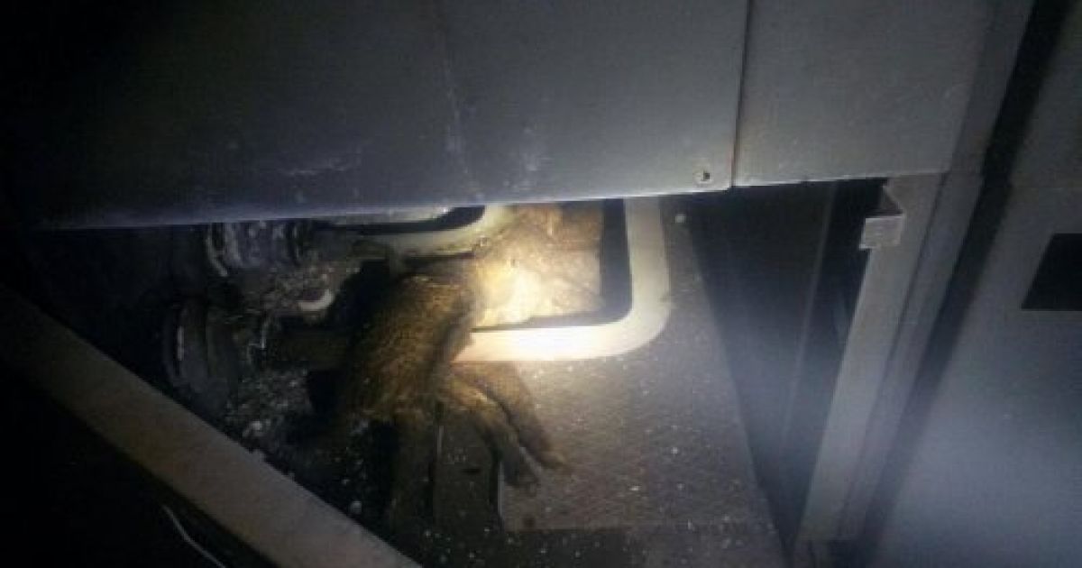 Через трьох котів частина мікрорайону у Львові залишилася без світла