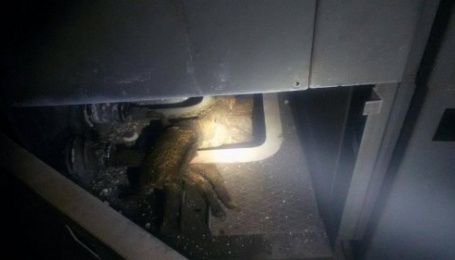 Через трьох котів частина мікрорайону у Львові залишилася без світла