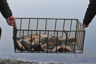 На Тайвані тисячі сардин влаштували "дощ" у порту