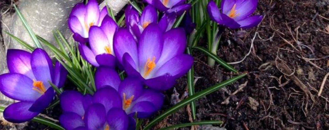 Якою буде погода в квітні. Прогнози від професійних та народних синоптиків