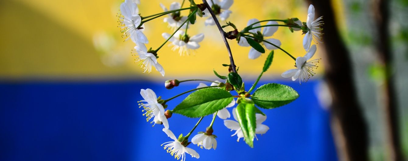 Україну затягне дощами з грозами, але буде тепло
