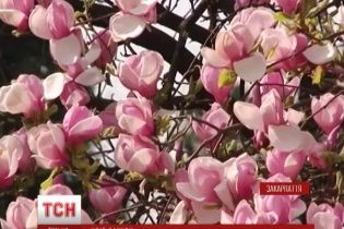 Ужгород збирає натовпи туристів цвітом сакури