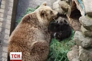 На Ивано-Франковщине впервые показали забавных "президентских" медвежат