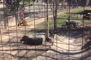 У торонтському зоопарку жінка перестрибнула огорожу вольєра тигра, аби врятувати свій капелюх