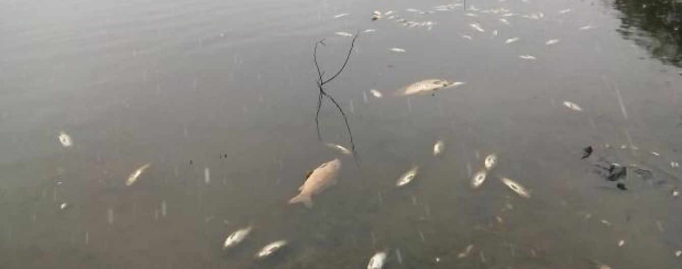 Екологічна катастрофа на Житомирщині. Вода у річках перетворюється на клей