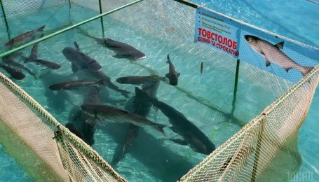 У Київське море випустили 10 тисяч товстолобів